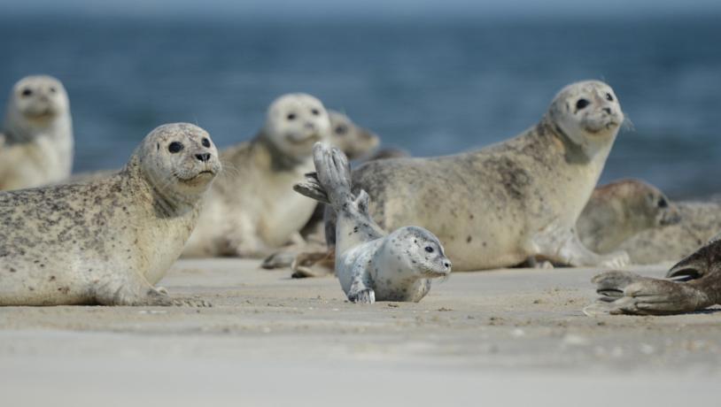 Robbensafari im Wattenmeer