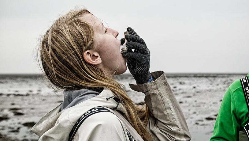 Austern im Wattenmeer