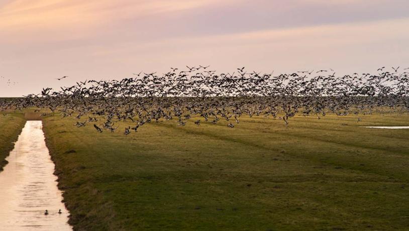 Sort Sol i Tøndermarsken over afvandingskanal