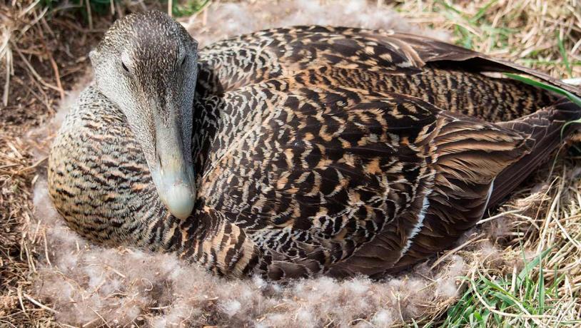 Eiderente Weibchen auf dem Nest