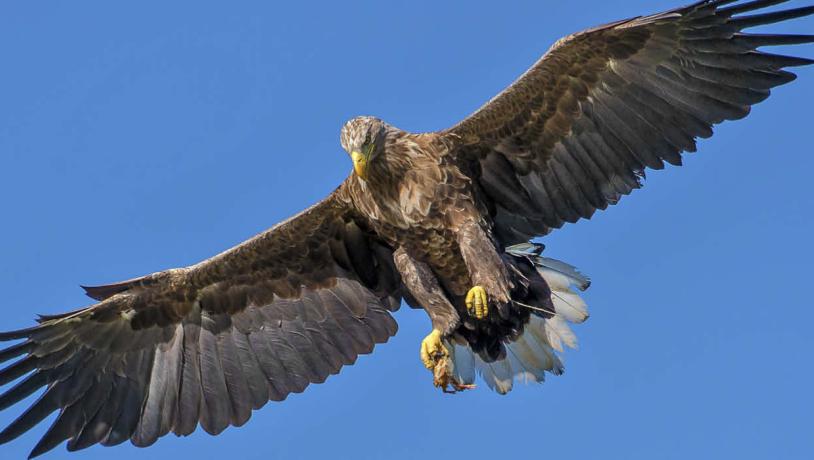 Seeadler auf den Flügeln