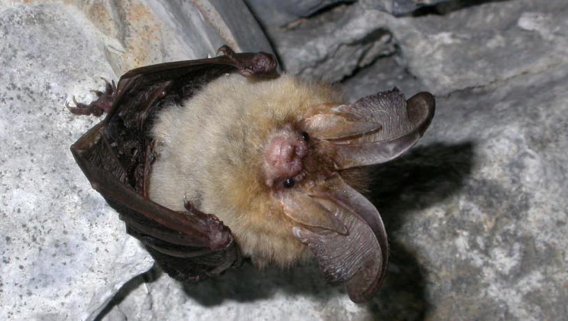 Die Braune Langohrfledermaus