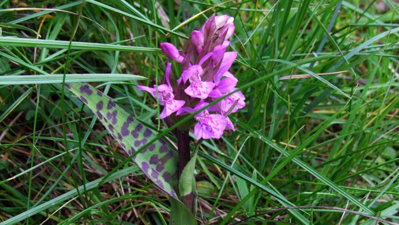 Geflecktes Knabenkraut