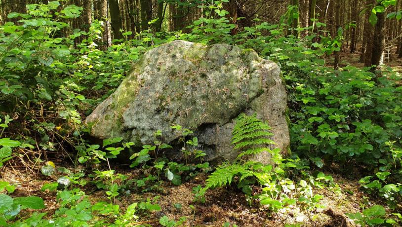Schalenstein in Rumohrsgård Dyrehave.