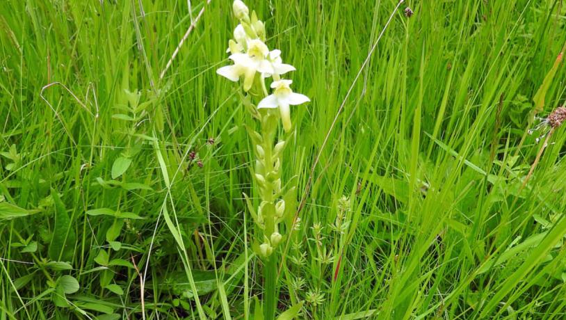 Grünliche Waldhyazinthe