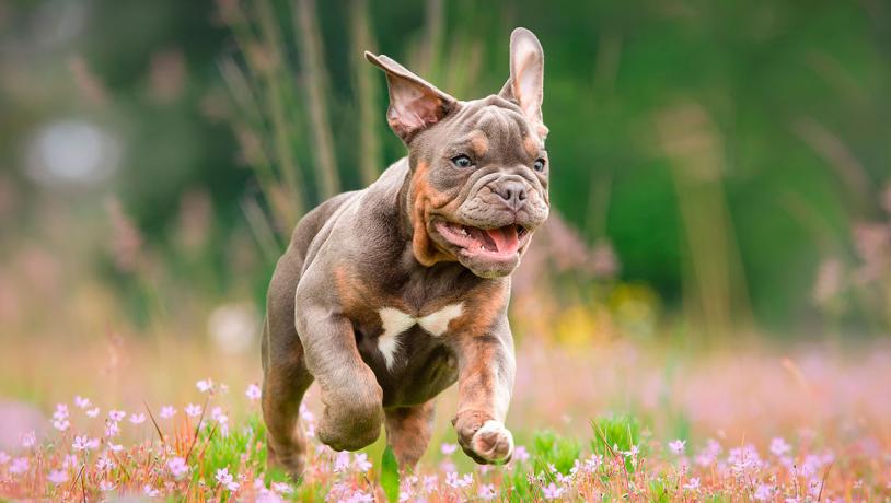 Bulldoggenwelpe beim Spielen