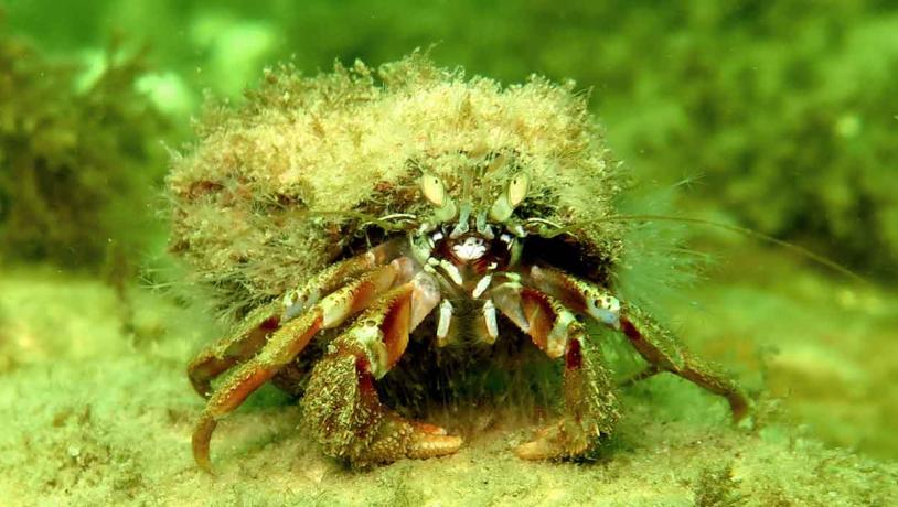 Dykning. Eremitkrebs i vandet ved øen Als
