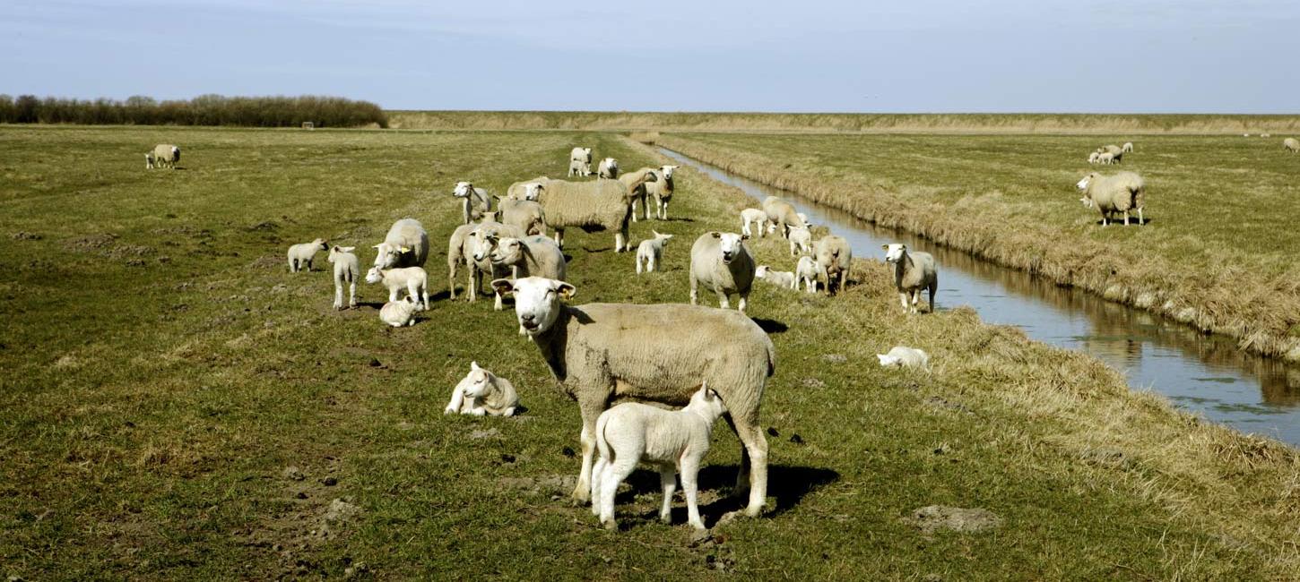 Schafe im Marschland bei Tønder