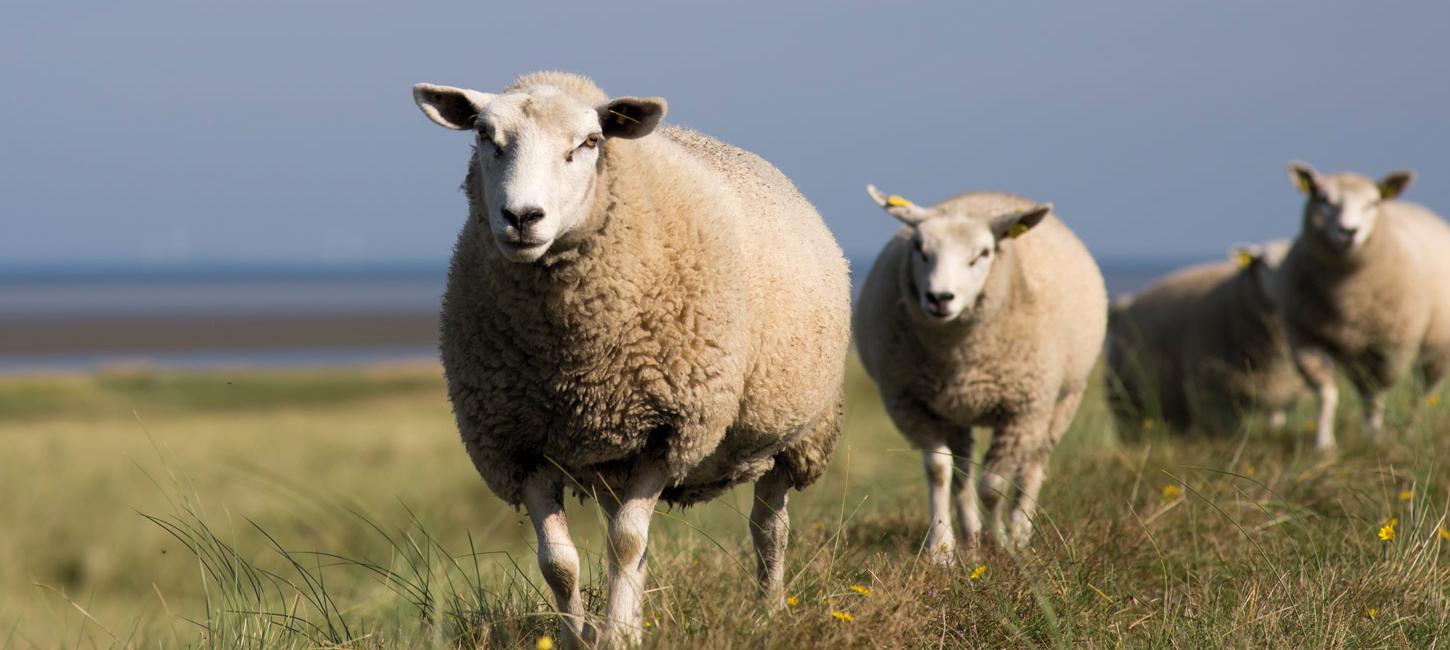 Fressgenuss am Wattenmeer – Schafe am Deich
