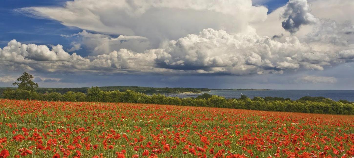 Mohn am Gendarmstien