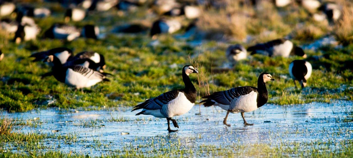 Weißwangengänse in  Tøndermarsken bei Frost