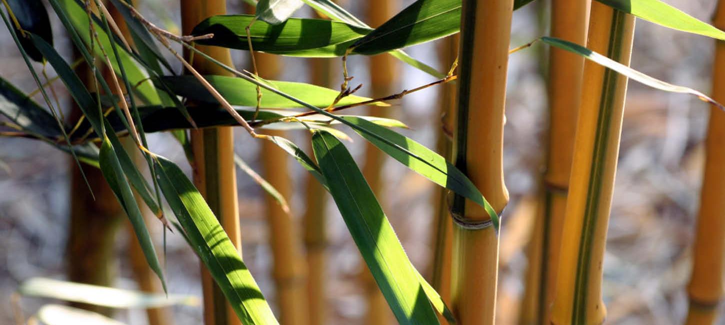 Gelber Bambus