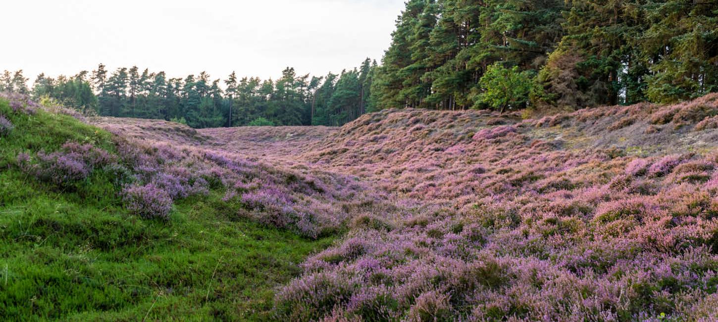 Lyng på Kværs Hede