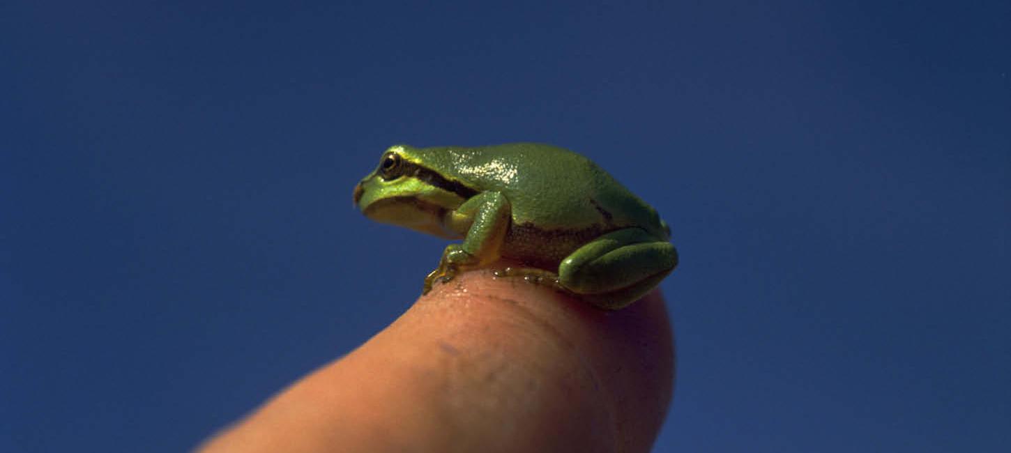 Kleiner Laubfrosch auf dem Finger