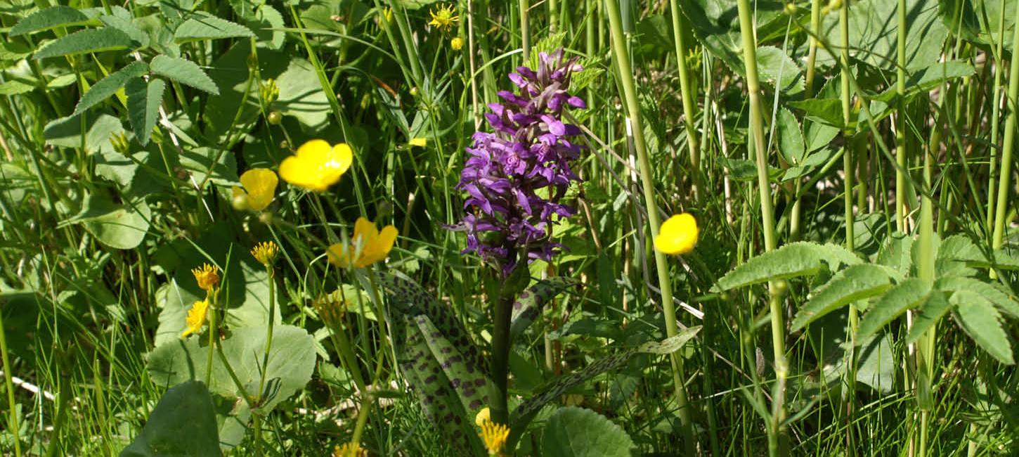 Geflecktes Knabenkraut