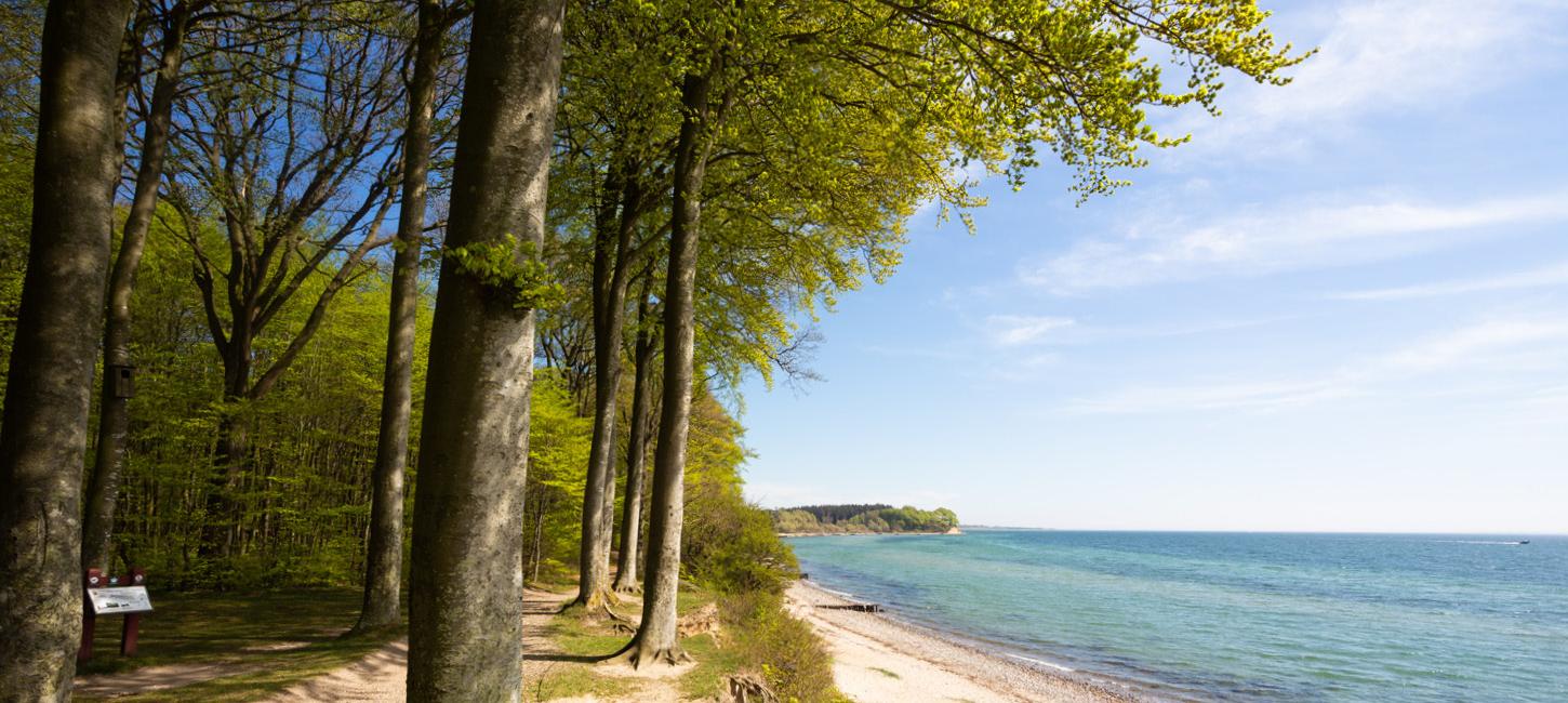 Sønderskoven med strand og vand på Als ved Sønderborg