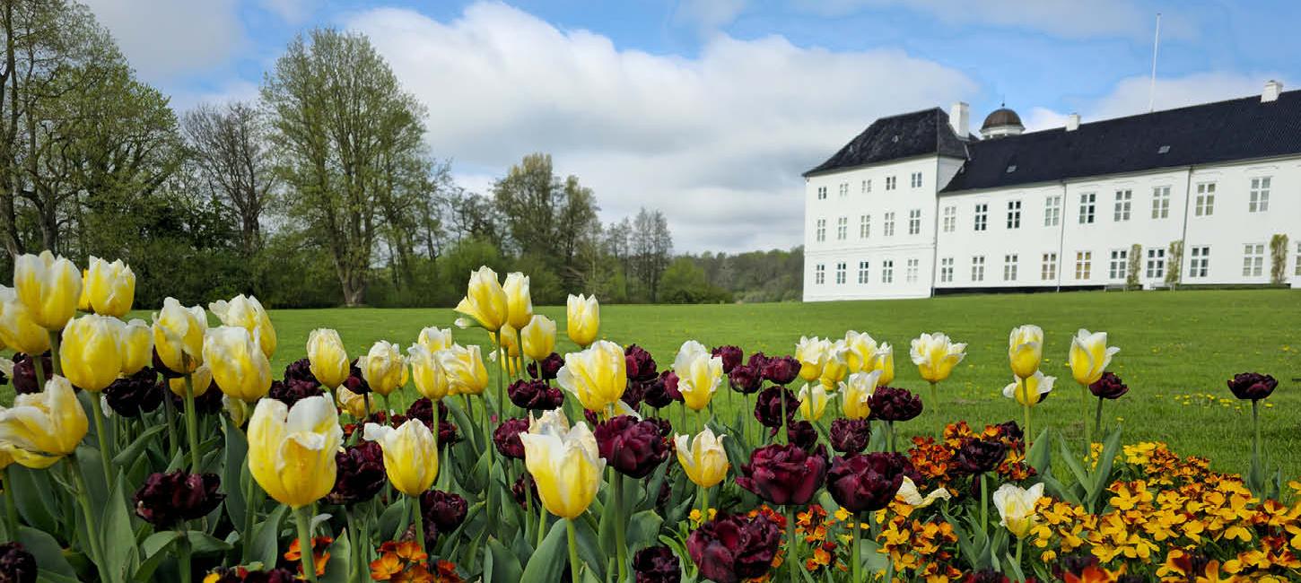 Gule og bordeaux tulipaner foran Graasten Slot