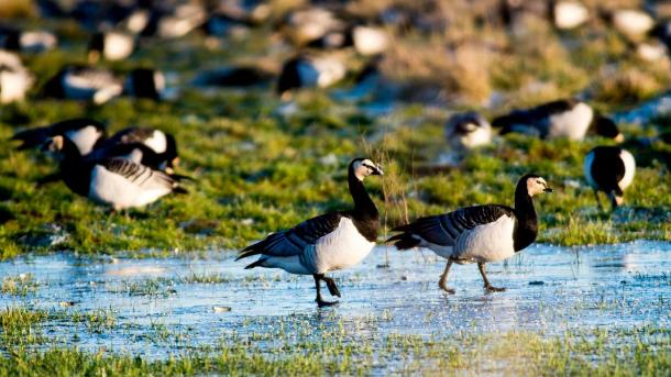 Weißwangengänse in  Tøndermarsken bei Frost