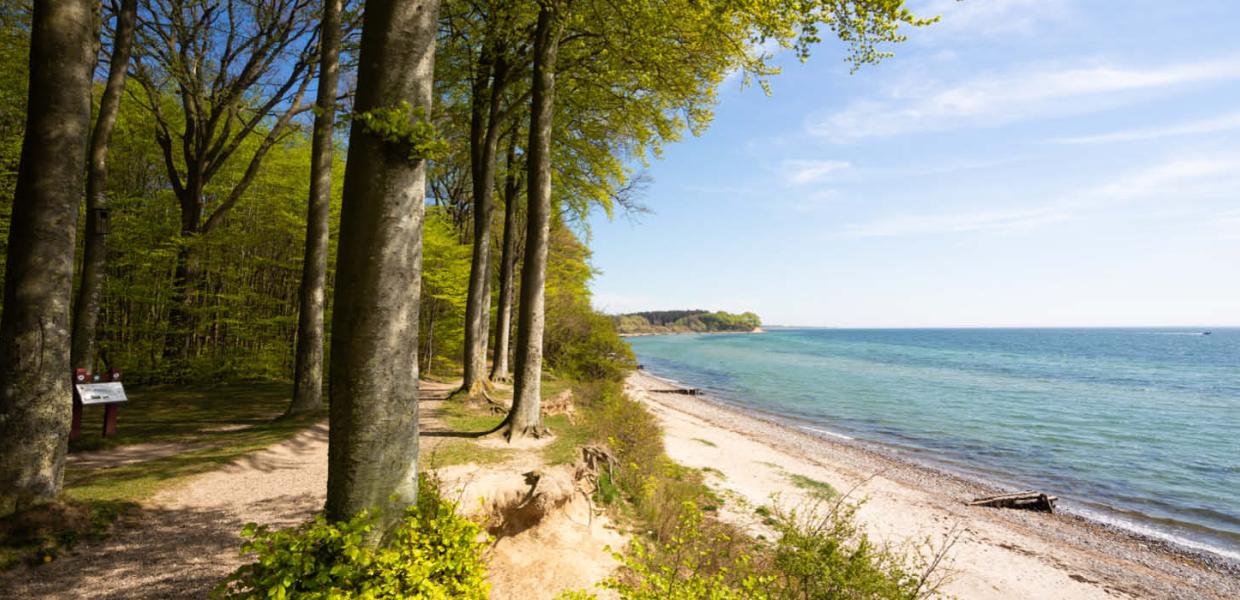 Der Wald, Sønderskoven Als bei Sønderborg