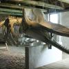 Kaskelothval på Nationalmuseets Kommandørgård på Rømø