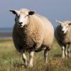 Fressgenuss am Wattenmeer – Schafe am Deich