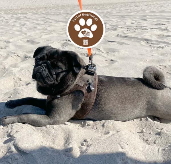 Hund på en strand 