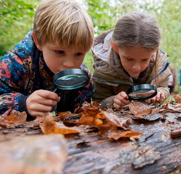 Børn på opdagelse i efterårsskov i Sønderborg