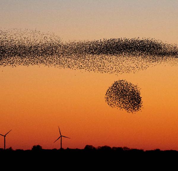 Sort Sol over marsken - fugle samler sig i flokke som bevægende skyer