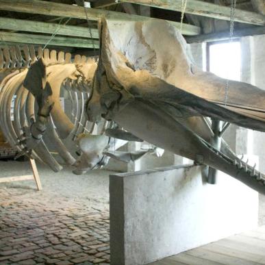 Skelet af kaskelothval på Nationalmuseets Kommandørgård på Rømø