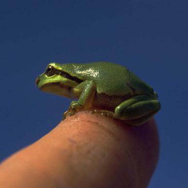 Kleiner Laubfrosch auf dem Finger