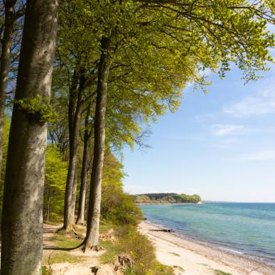 Sønderskoven med strand og vand på Als ved Sønderborg