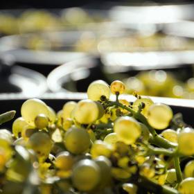 Weingut Årø