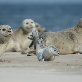 Sæler hviler sig på sandbanke i Vadehavet