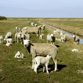 Schafe im Marschland bei Tønder