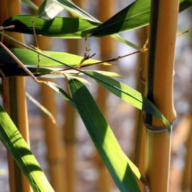 Gelber Bambus