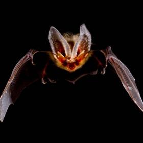 Die Braune Langohrfledermaus im Flug