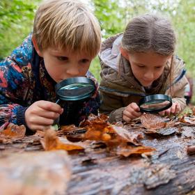 Børn på opdagelse i efterårsskov i Sønderborg