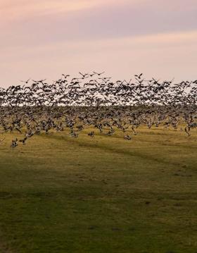 Sort Sol i Tøndermarsken over afvandingskanal