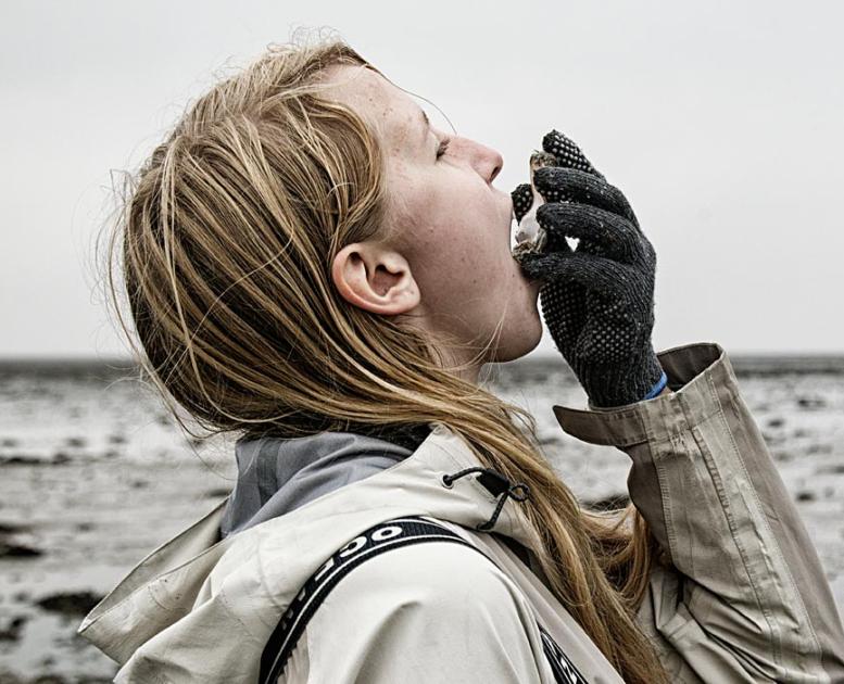 Austern im Wattenmeer