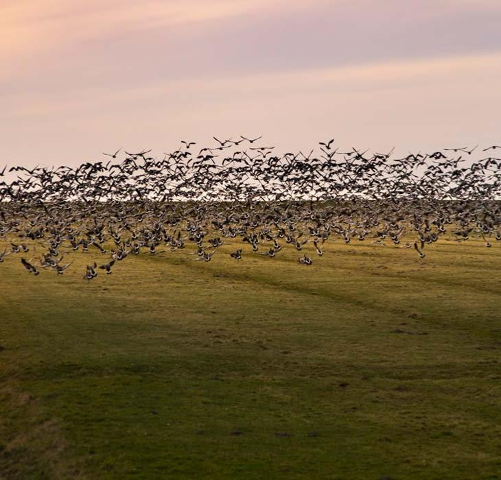 Sort Sol i Tøndermarsken over afvandingskanal